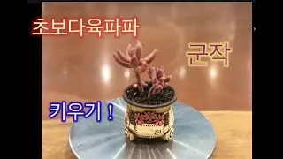 🌵💥초보다육파파_군작_ Pachyphytum hookeri_키우기💥🌵