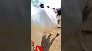 Australian friesian cow 🤲 Jyada dudh Dene Wali gay #video #2022
