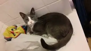 Wonderful blue cat rests on shopping bag then headbutts camera