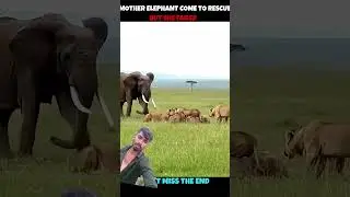 Lion king and alifent running #funny #lion #trending #ekmotahathighumechala #king