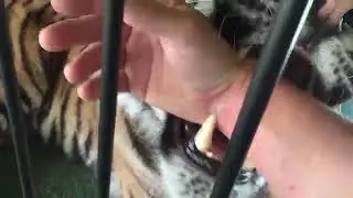 the tiger attack on hite