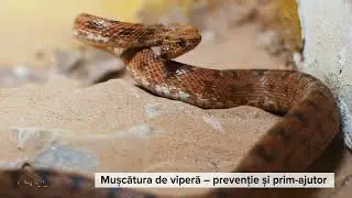Mușcătura de viperă – prevenție și prim-ajutor - MozaiQub