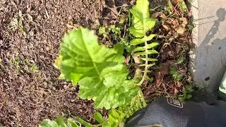 Plant Inspection | Day 20 of 365 Days of Gardening