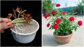 Узнайте, как вырастить розу дома | Быстрое и эффективное руководство