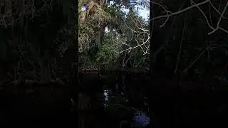 You ever caught a tree bream!  #shortsvideo #fishing