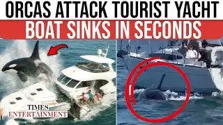 Orcas Gone WILD: Killer Whales Gang Up and Sink Tourist Yacht Off Portugal Coast | CAUGHT ON CAM