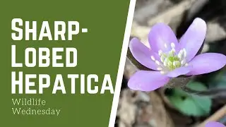 Sharp-Lobed Hepatica