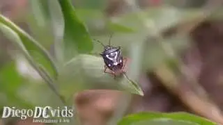 Mormidea pama - Stink Bug species (Pentatomidae)