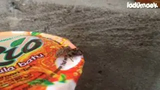 [NEW 2018] Amazing Young Spider Catching Flies Without Spider-Web Trap