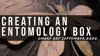 Creating an ENTOMOLOGY BOX | Smart Art Box | September 2020
