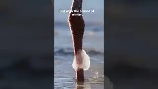 The Flamingos and their strange habitat