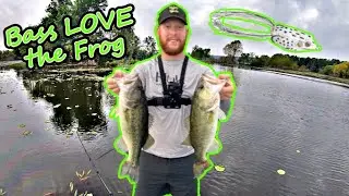 Bass LOVE the Frog!