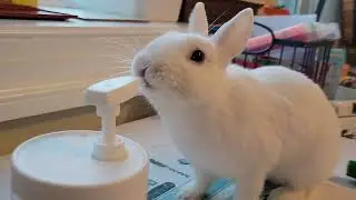 you never know what your bunny decides to have a lick....