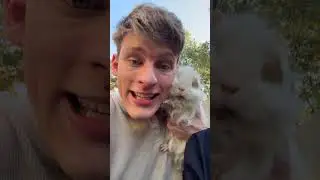 Guinea pigs in the wild!! 😱🐹