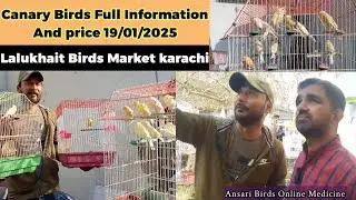 Canary Birds full information and price | karachi lalukhait Birds Market updates 19-01-25 | kanari