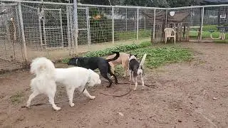 Pupperoni and friends, available to adopt, Bradshaw animal shelter, Sacramento CA 