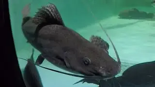 Story of 2nd fish no one talks about: Marbled Pim Catfish aka Leiarius marmoratus