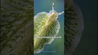 Животное, которое взломало фотосинтез 🍃🔋