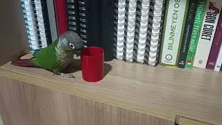 Sevimli Konur Papağanı