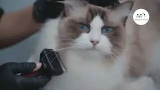 Mobile Cat Grooming - Ragdoll Louie