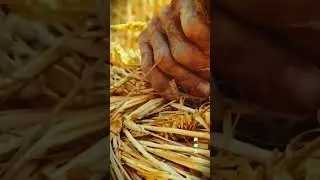 Smart techniques for harvesting wheat quickly and with satisfying results #shorts