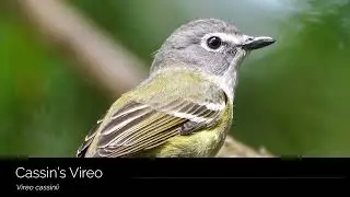 Cassin's Vireo