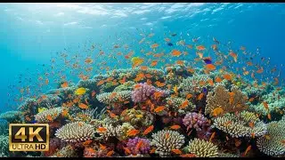 🐠 Aquarium Relaxation Video 4K &ndash; Peaceful Coral Reef Fish with Ambient Music