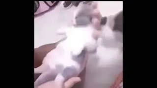 Smooth cat moves