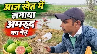 आज खेत में लगाया अमरूद का पेड़ 🌱 | Guava Tree   Plantation in Village | My Guava Farming Start
