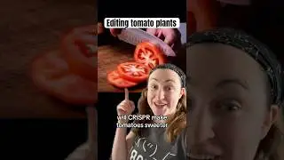 Gene editing makes tomatoes sweeter? #stem #science #news