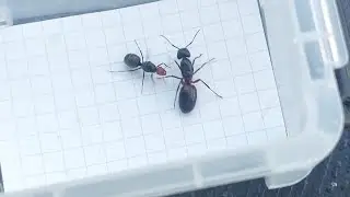 Myrmecocystus placodops (Mexico) vs Camponotus ligniperda (Germany) 26.08.2023