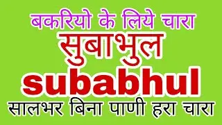 KGF - fodder for goats Subhabhul सुबाभूळ