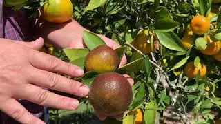 Citrus Rust Mite