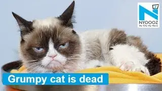 Meme legend grumpy cat dies at age 7