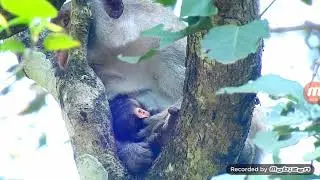 Congrats monkey Jane giving birth, welcome fresh newborn monkey