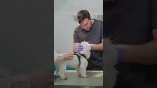 Cat Emergency at 2 A.M.? Watch This First