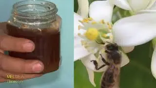 Tipos de Miel de Abeja