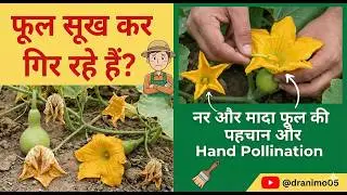 लौकी-कद्दू के फूल सूख कर गिर रहे हैं? नर और मादा फूल की पहचान और Hand Pollination | @dranimo05