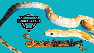 HRP 126 - Corn Snake Market in 2024 with Sarah Mohr-Straley of Sarah's Snake Shop