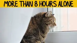 What will happen if you leave your cat alone for more than 8 hours every day
