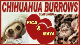 Burrowing Chihuahuas Pica and Maya | Why do funny Chihuahuas burrow?