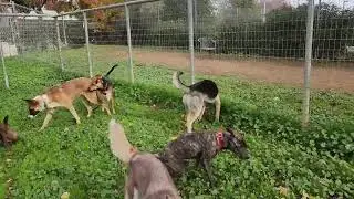 Sinbad, Meg Murray, friends, available to adopt, Bradshaw animal shelter, Sacramento CA 