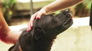 A Career as a Veterinarian
