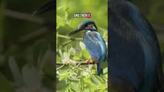 A Bright Blue interruption #kingfisher #wildlife #pondlife #birds