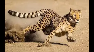 Speed King cheetah hunting and running