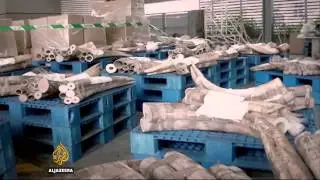 Illegal ivory trade driven by China demand