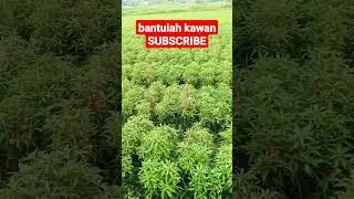panen bunga pacar air #shorts #bungapacah #impatiensbalsamina