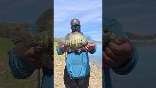 How To Catch Big Bluegill from shore. What technique do you use to catch bluegill? #shorts #fishing