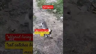 Cat catches bird for his meal [offgrid living with pets] #offgrid #philippines #simpleliving