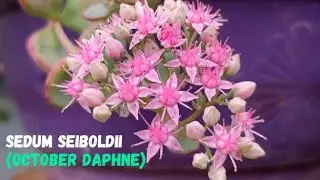 Daphne|Sedum|Sedum seiboldii|October Daphne|Hylotelephium sieboldii